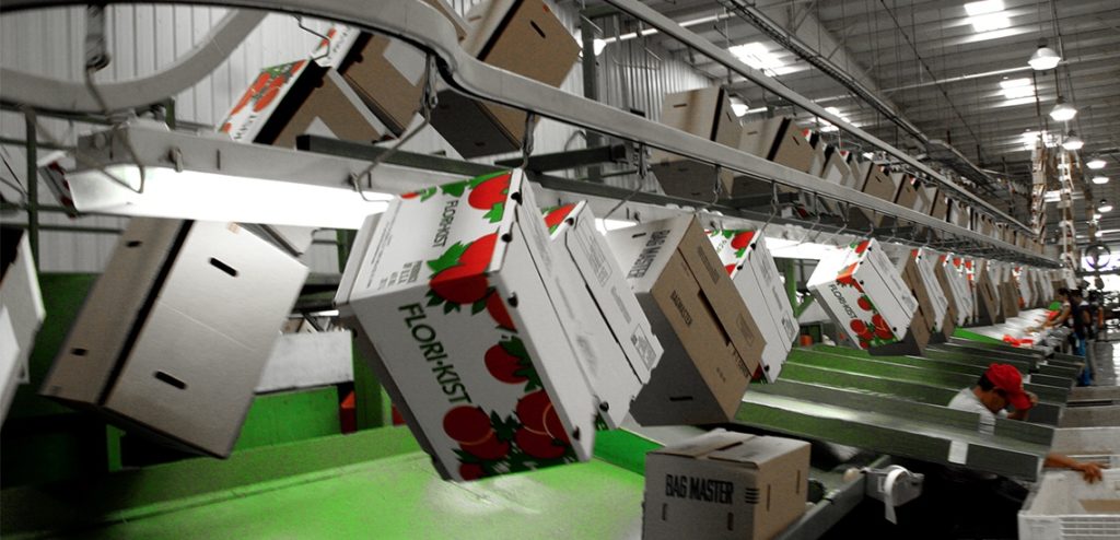 Distribution Conveyors - box on conveyors